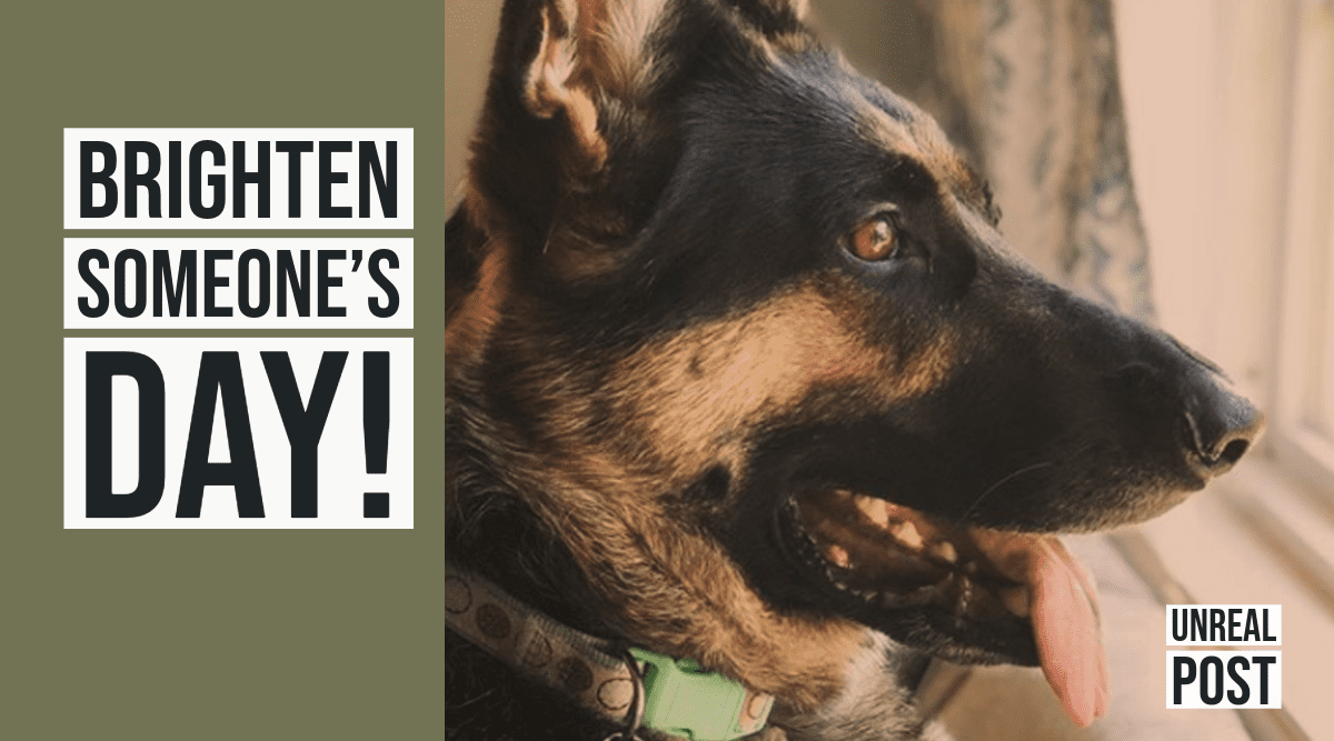 Watch this funny video of Sasha the German Shepherd as she triggers security camera and becomes an instant internet sensation.