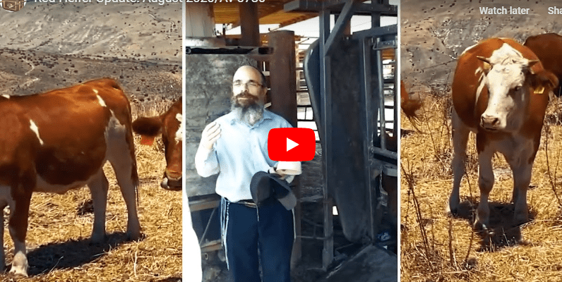 Rabbi Inspects Red Heifer in Secret Location in Israel for Use in 3rd Temple