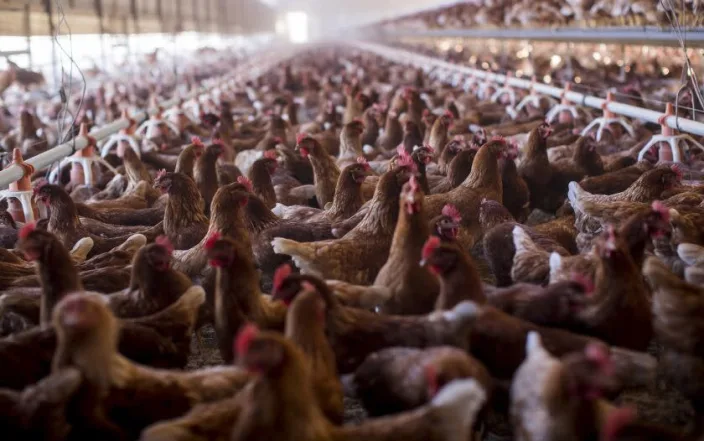 Bird flu spreads to Southern California, infecting chickens, wild birds and other animals